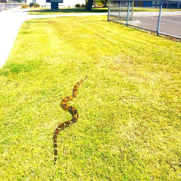 Meet your Posher, Nessa - Picture 1 of 1